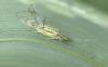 Takecallis arundinariae